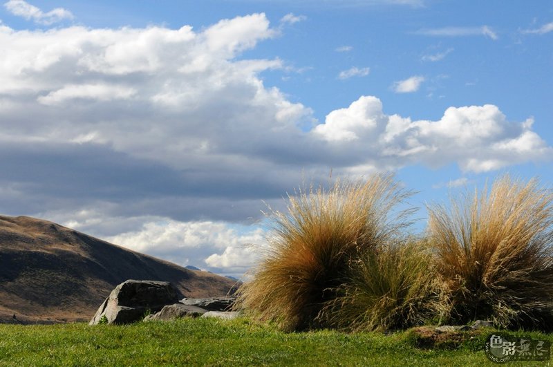 教堂外顺手拍一张野草小景，我家心情戏称之为新西兰国草！